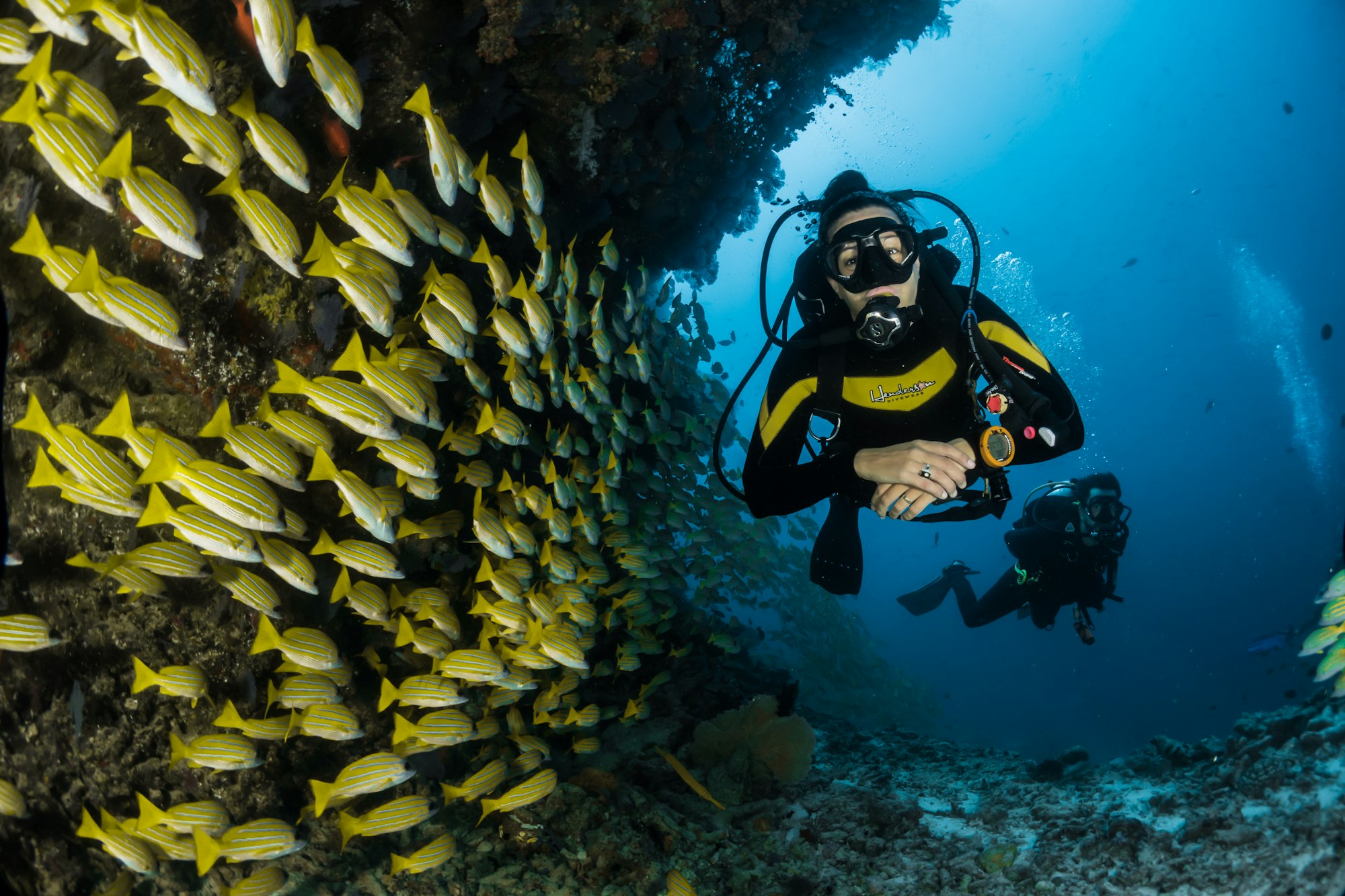 Scuba diver hovering beside a school of bluestripe snapper on a coral wall